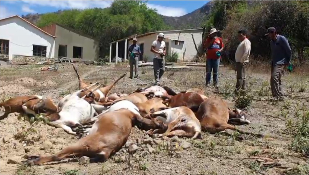 Jauría de perros mata a 23 cabras lecheras en Chaupi Molino D-7: comunarios exigen acciones inmediatas